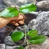 Kép 4/5 - Hoya sp. PNG SV 422