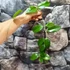 Kép 5/5 - Hoya sp. PNG SV 422