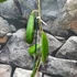 Kép 2/5 - Hoya sp. 'ut 248'