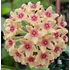 Kép 1/4 - Hoya hanhiae 'Pink Yellow'