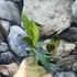 Kép 2/6 - Hoya anncajanoae