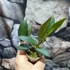 Kép 3/6 - Hoya anncajanoae