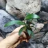 Kép 4/6 - Hoya anncajanoae