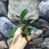 Kép 6/6 - Hoya anncajanoae
