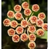 Kép 1/6 - Hoya anncajanoae