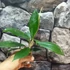 Kép 2/5 - Hoya sp. perak srq 3227