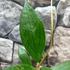 Kép 3/5 - Hoya sp. perak srq 3227