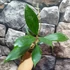 Kép 4/5 - Hoya sp. perak srq 3227
