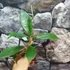 Kép 5/5 - Hoya sp. perak srq 3227