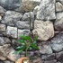 Kép 3/4 - Hoya griffithii