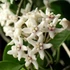 Kép 1/8 - Hoya australis albomarginata