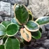 Kép 2/8 - Hoya australis albomarginata