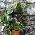 Kép 3/8 - Hoya australis albomarginata