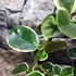Kép 4/8 - Hoya australis albomarginata