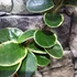 Kép 5/8 - Hoya australis albomarginata