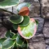 Kép 6/8 - Hoya australis albomarginata