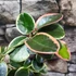 Kép 7/8 - Hoya australis albomarginata
