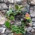 Kép 8/8 - Hoya australis albomarginata