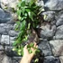 Kép 3/6 - Hoya burtoniae