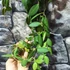 Kép 4/6 - Hoya burtoniae