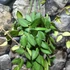 Kép 5/6 - Hoya burtoniae