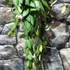 Kép 6/6 - Hoya burtoniae
