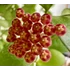 Kép 2/6 - Hoya burtoniae