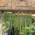 Kép 5/12 - Hoya linearis