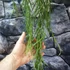 Kép 10/12 - Hoya linearis