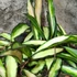 Kép 2/9 - Hoya wayetii 'Tricolor'