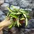 Kép 3/9 - Hoya wayetii 'Tricolor'