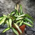 Kép 5/9 - Hoya wayetii 'Tricolor'