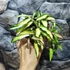 Kép 7/9 - Hoya wayetii 'Tricolor'