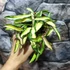 Kép 9/9 - Hoya wayetii 'Tricolor'