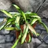 Kép 6/9 - Hoya wayetii 'Tricolor'