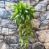 Kép 3/10 - Hoya memoria gracilis