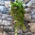 Kép 4/10 - Hoya memoria gracilis