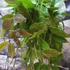 Kép 2/10 - Hoya memoria gracilis