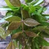 Kép 5/10 - Hoya memoria gracilis
