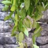 Kép 6/10 - Hoya memoria gracilis
