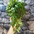 Kép 7/10 - Hoya memoria gracilis