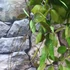 Kép 9/10 - Hoya memoria gracilis