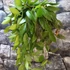 Kép 10/10 - Hoya memoria gracilis