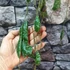 Kép 5/7 - Hoya imbricata