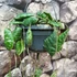 Kép 6/7 - Hoya imbricata