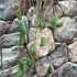 Kép 7/7 - Hoya imbricata