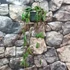 Kép 2/7 - Hoya imbricata