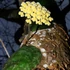 Kép 1/7 - Hoya imbricata