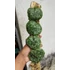 Kép 4/7 - Hoya imbricata