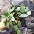 Kép 2/9 - Hoya krohniana 'Eskimo'